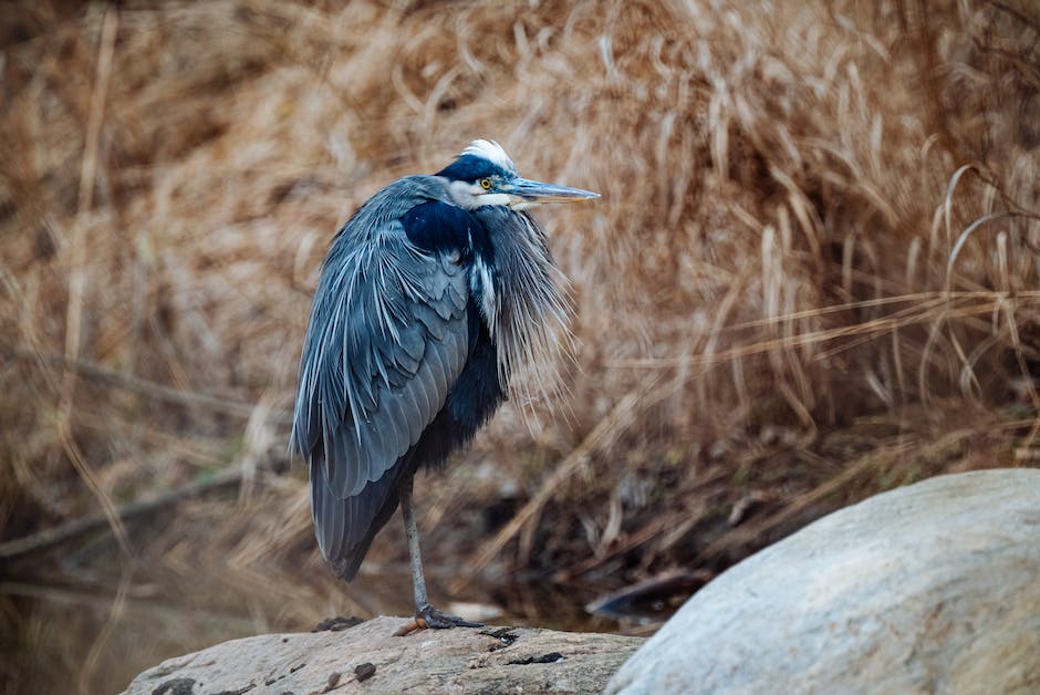 tiefstetauchender Vogel