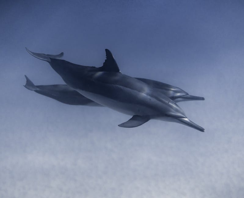 Haie tauchen bis zu Tiefen von mehreren hundert Metern