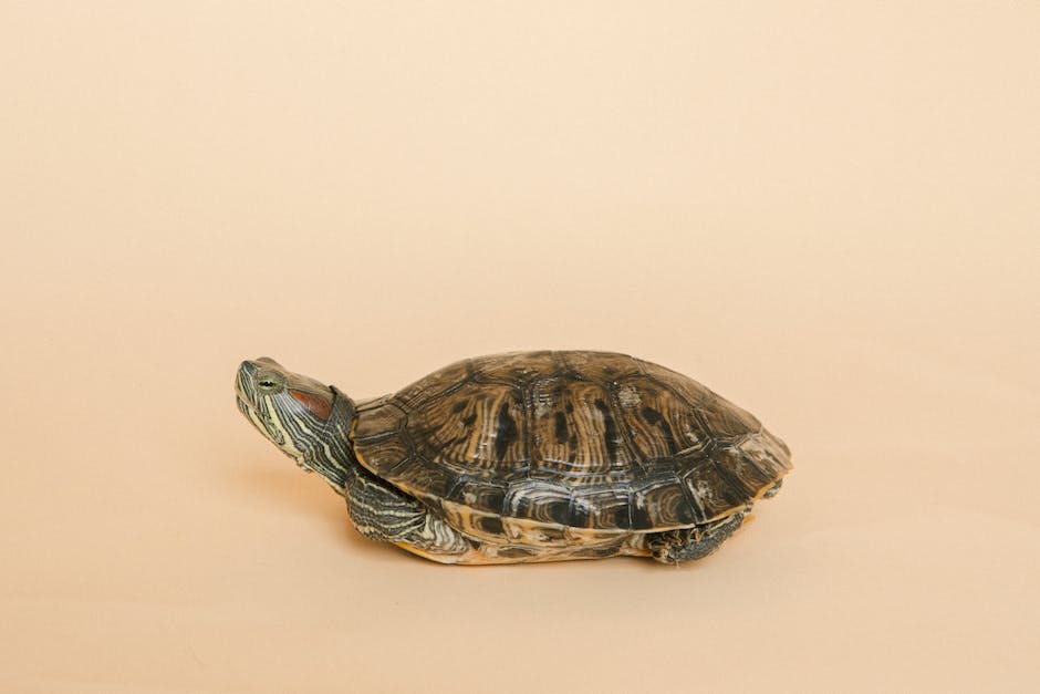  Schildkrötentauchen - Tiefe Rekorde entdecken