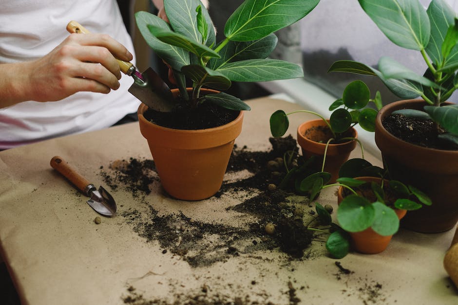 Krokusse tief pflanzen für optimale Blüte