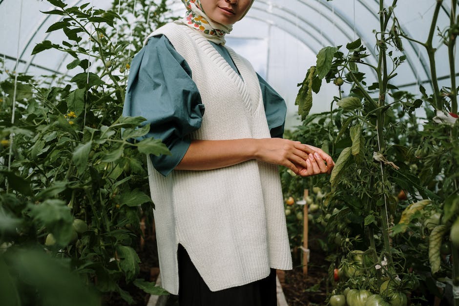 tiefe der tomatensamen-einpflanzung