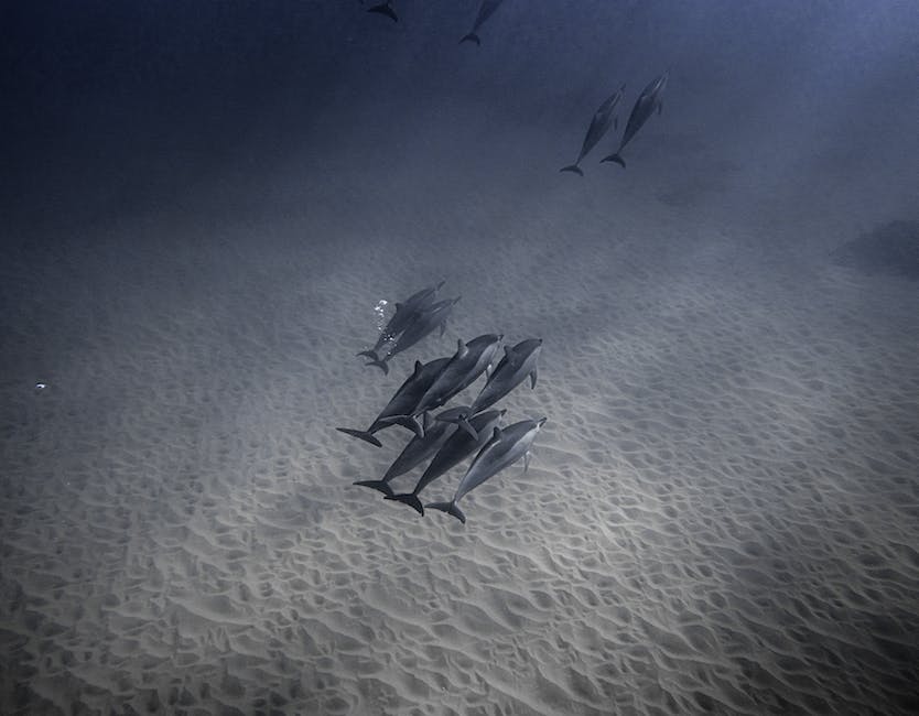 Orca-Tiefstauchtiefen