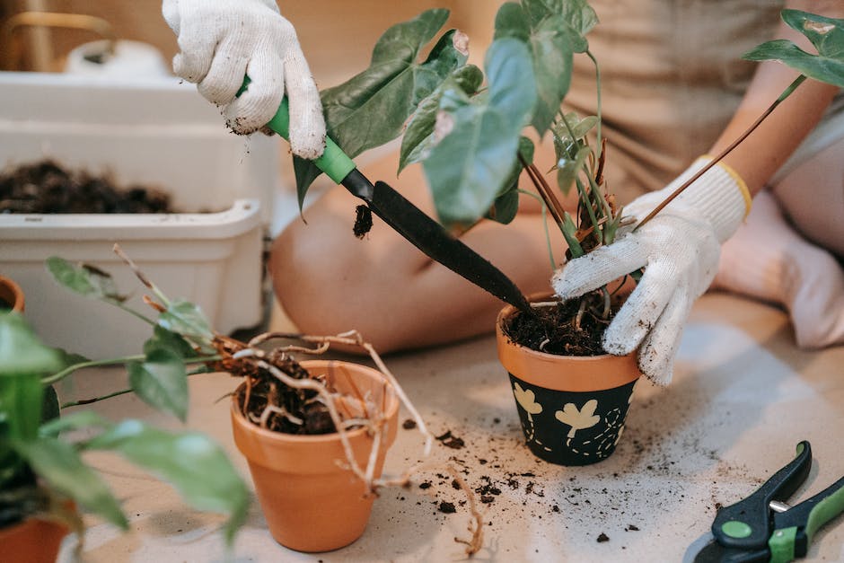 Tipps zum Pflanzen von tief veredelten Tomaten