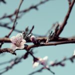 Kirschbaumwurzeln – wie tief sie reichen
