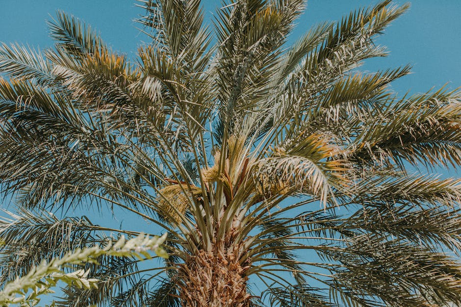 Bild zeigt Palme mit tief reichenden Wurzeln