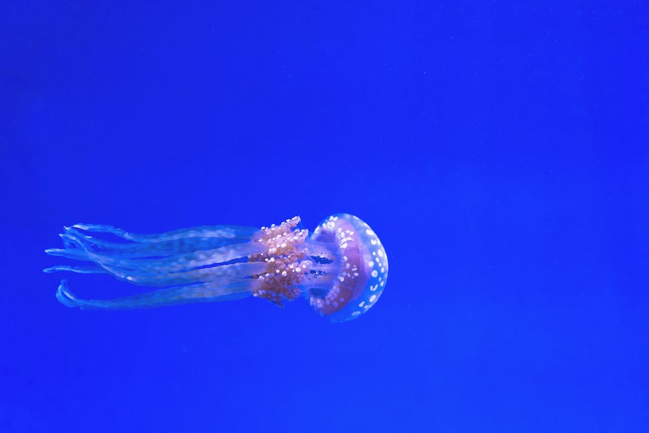 Bild einer Seeanemone