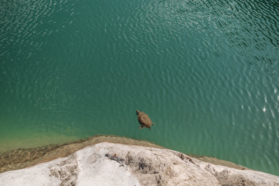 Landschildkröten-Gräben für den Winter