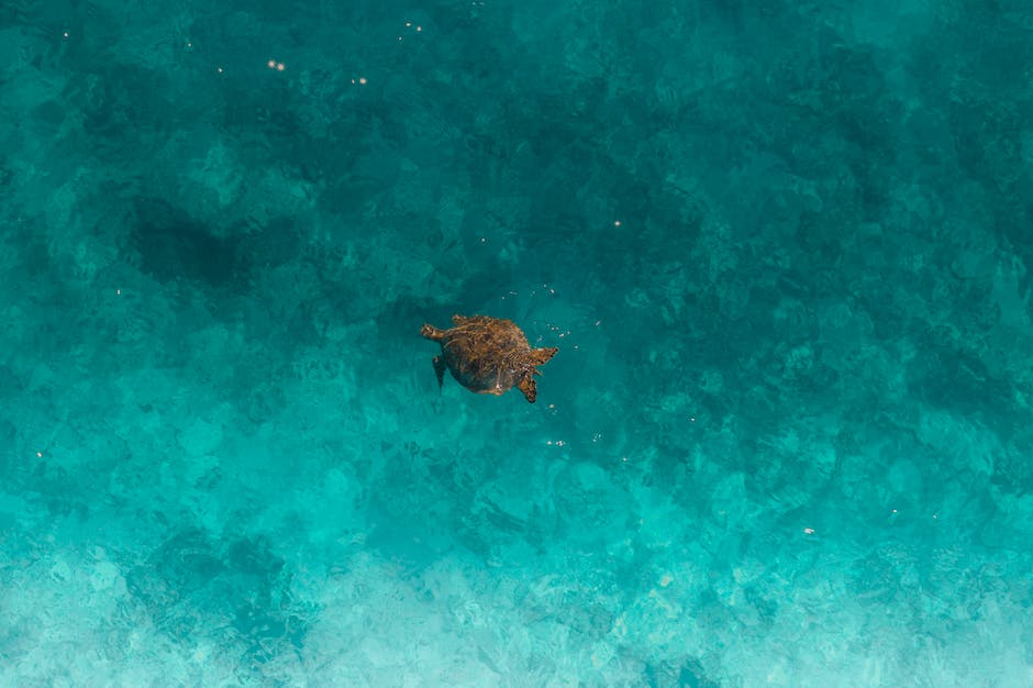  Gräber für Landschildkröten: Wie tief graben sie sich ein?