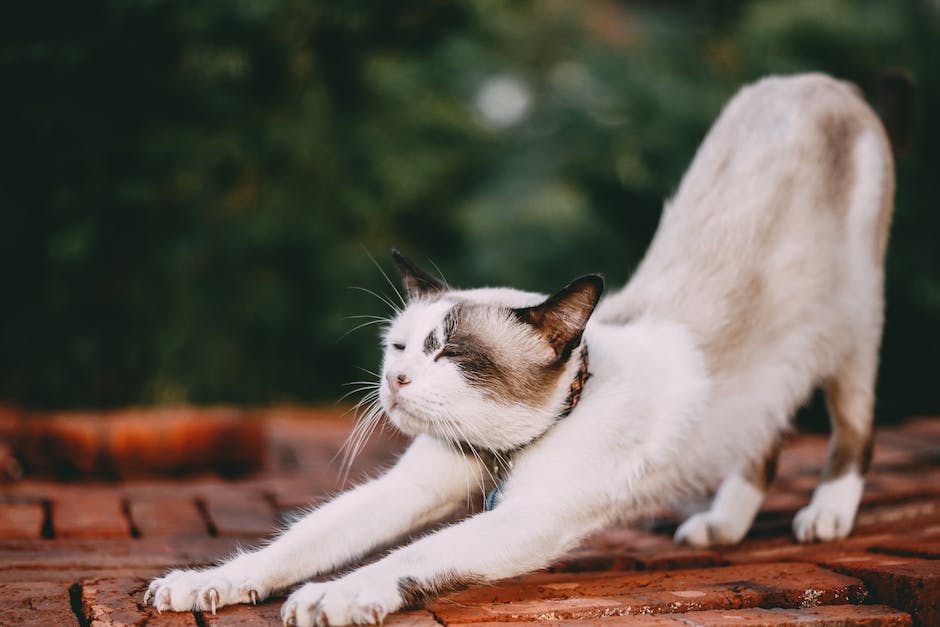 Tiefe des Grabens für die Beerdigung der Katze bestimmen