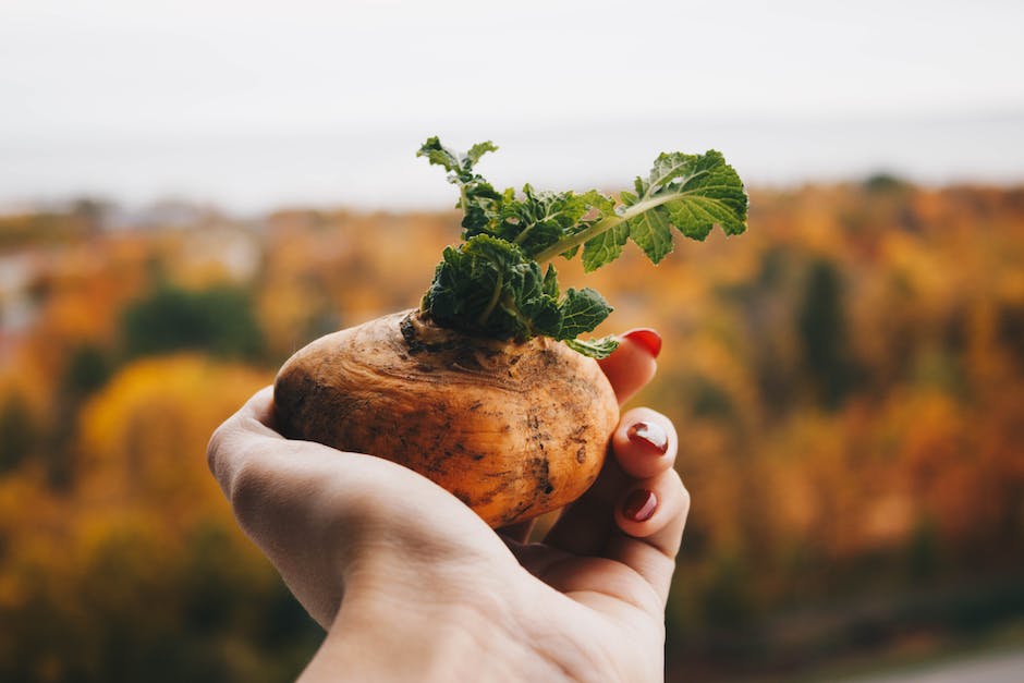 Kartoffeln Graben: Tiefe und Richtige Einpflanzmethode