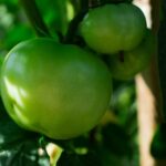 Tomatentiefepflanzung