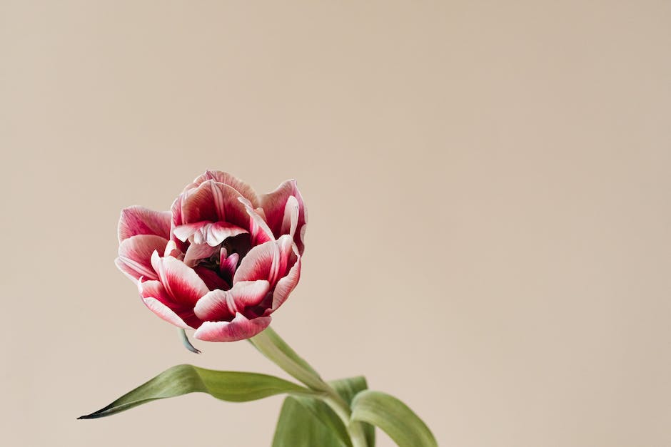  Tulpenpflanztiefe