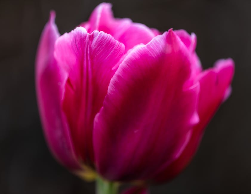 Tulpen pflanzen - Tiefe und Vorgehen