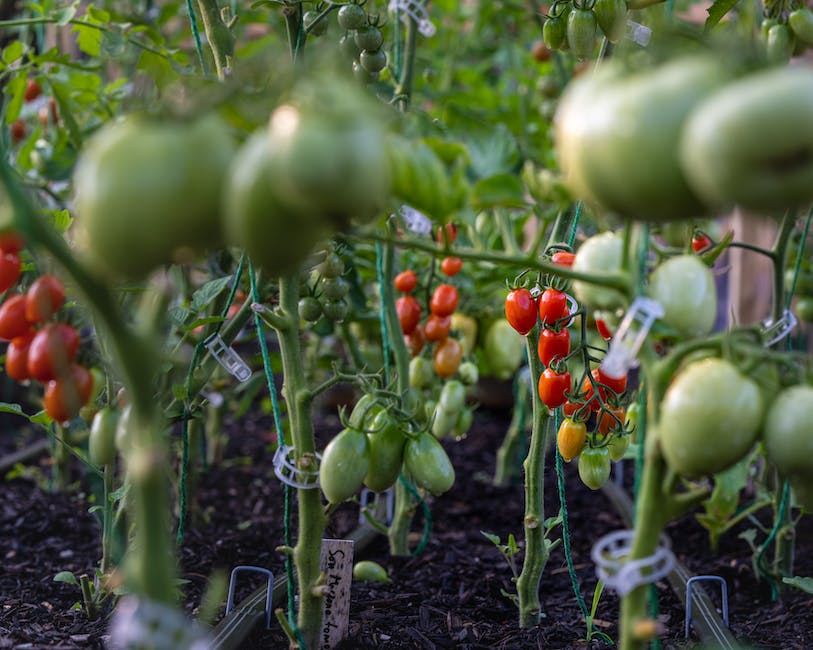 Tiefe für das Pflanzen von Tomaten bestimmen