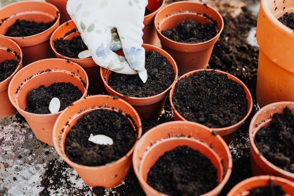  Tipps zum Pflanzen von Callas in den Garten