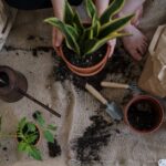 Knoblauchpflanzhilfe - Wie tief man Knoblauch pflanzt?