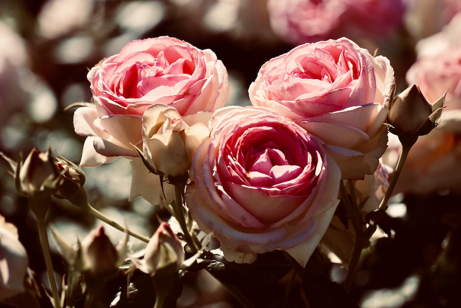 Tipps für das richtige Einpflanzen von Rosen