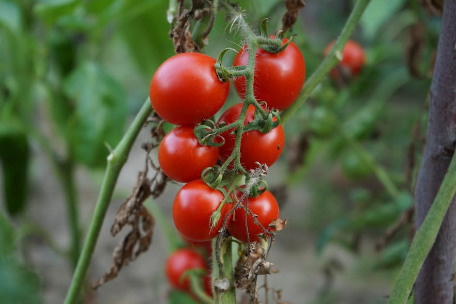 Tomatensamen richtig tief einpflanzen