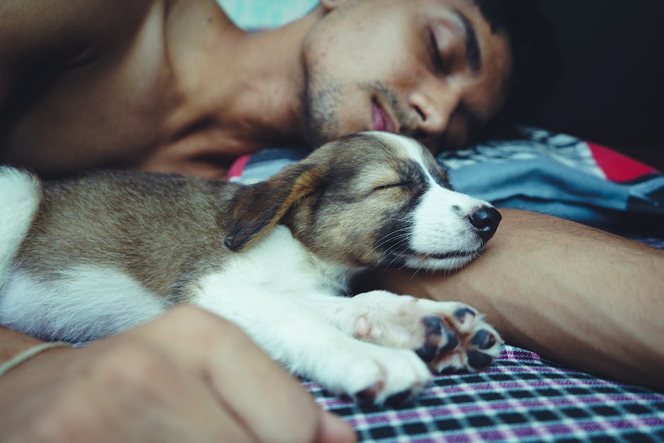  Tiefes Schlafen bei Hunden