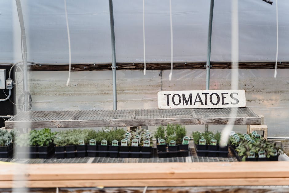 Tomaten tiefer als 5 cm pflanzen