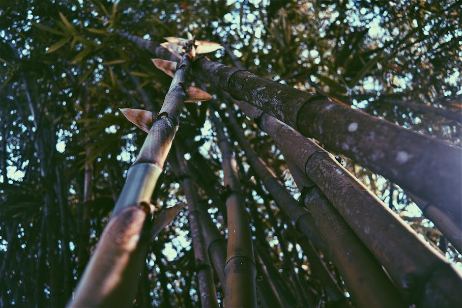 Bambuswurzelstiefe